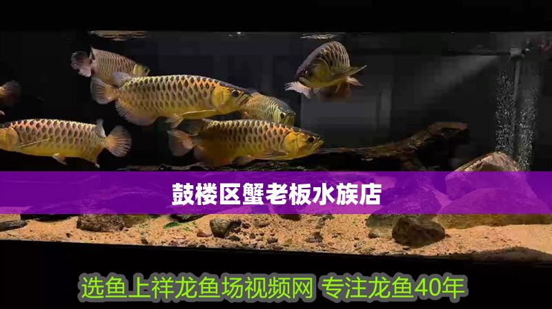鼓樓區蟹老板水族店