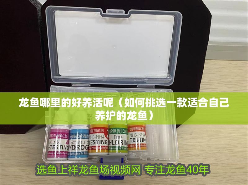 龍魚哪里的好養活呢（如何挑選一款適合自己養護的龍魚）