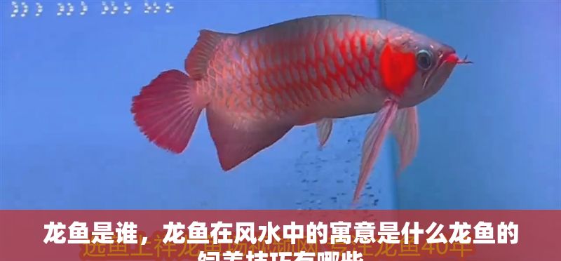 龍魚是誰，龍魚在風水中的寓意是什么龍魚的飼養技巧有哪些