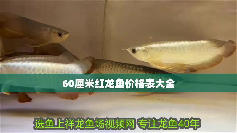 60厘米紅龍魚價(jià)格表大全