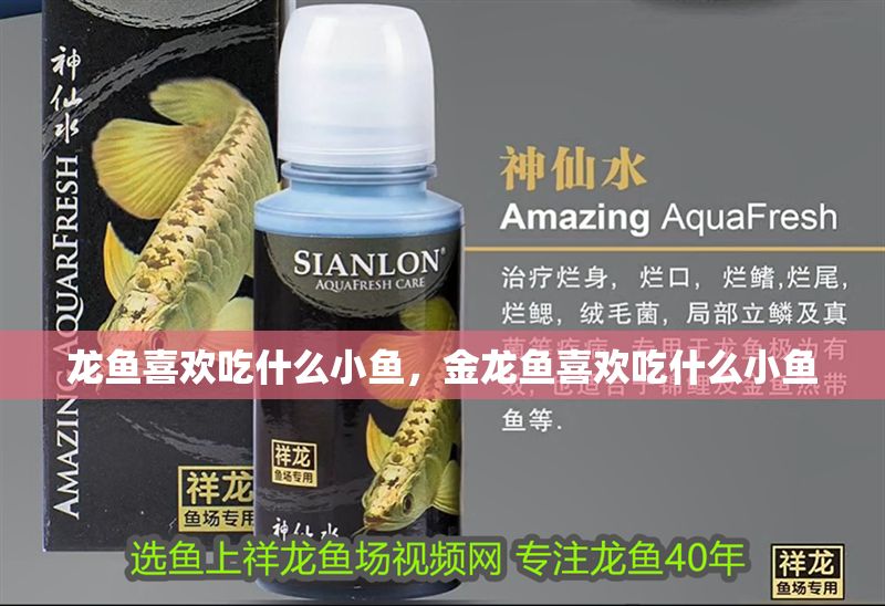 龍魚喜歡吃什么小魚，金龍魚喜歡吃什么小魚