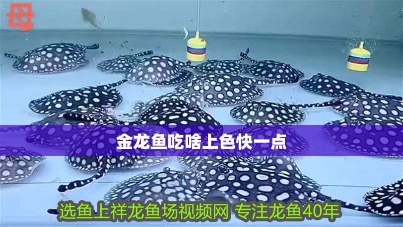 金龍魚吃啥上色快一點