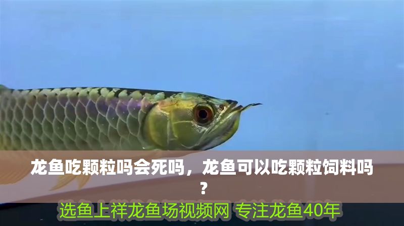 龍魚(yú)吃顆粒嗎會(huì)死嗎，龍魚(yú)可以吃顆粒飼料嗎？