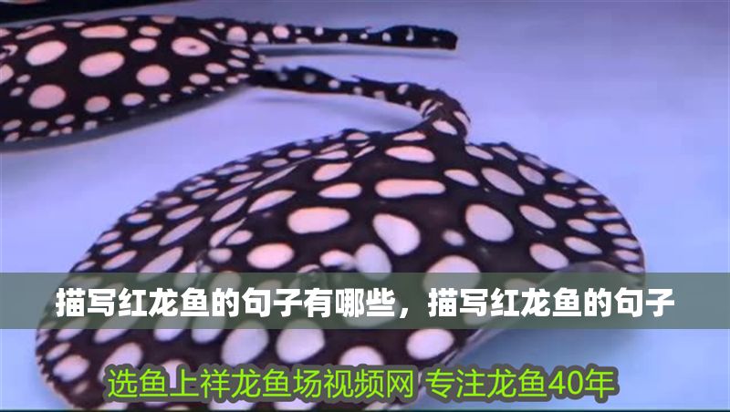 描寫紅龍魚的句子有哪些，描寫紅龍魚的句子