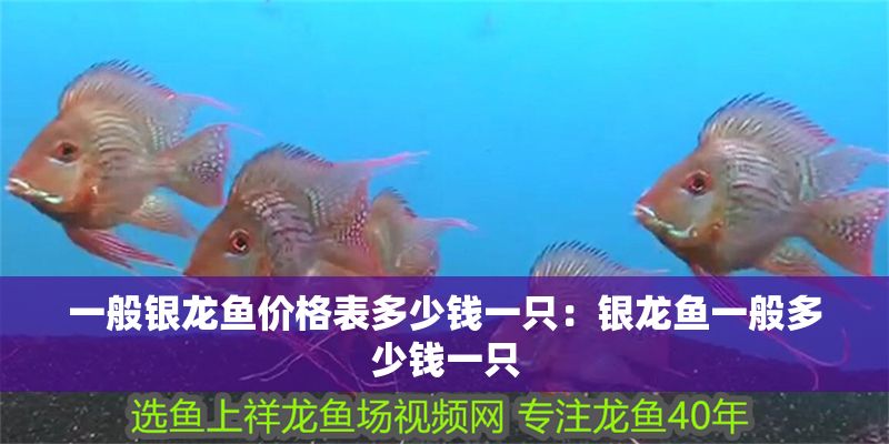 一般銀龍魚價格表多少錢一只：銀龍魚一般多少錢一只