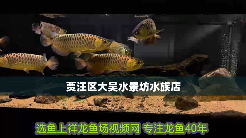 賈汪區大吳水景坊水族店