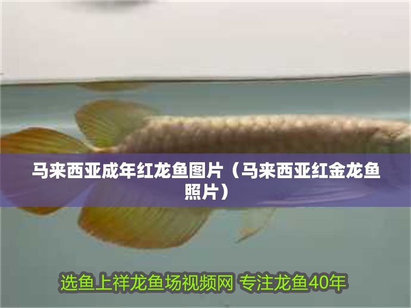 馬來(lái)西亞成年紅龍魚(yú)圖片（馬來(lái)西亞紅金龍魚(yú)照片）
