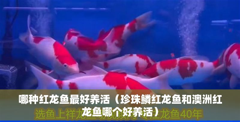 哪種紅龍魚最好養活（珍珠鱗紅龍魚和澳洲紅龍魚哪個好養活）