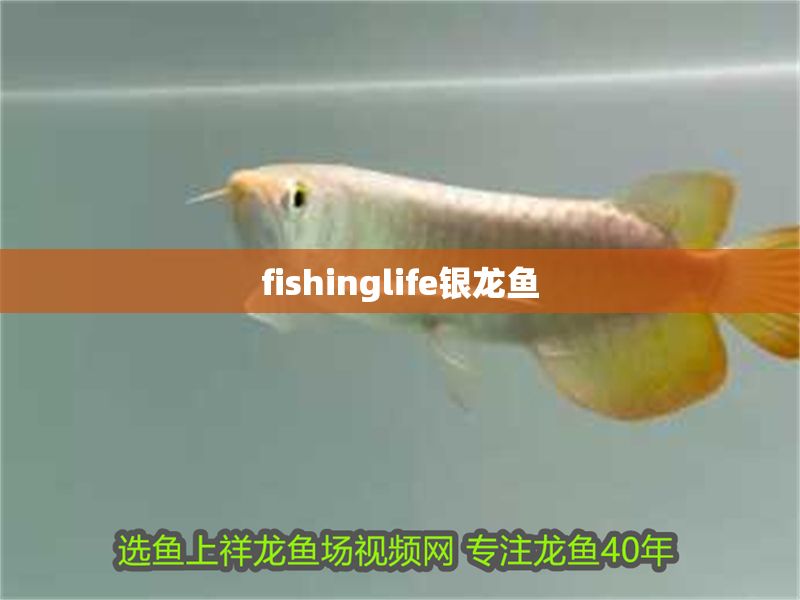 fishinglife銀龍魚