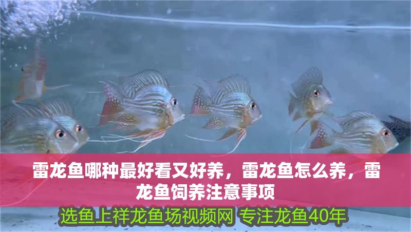 雷龍魚哪種最好看又好養，雷龍魚怎么養，雷龍魚飼養注意事項