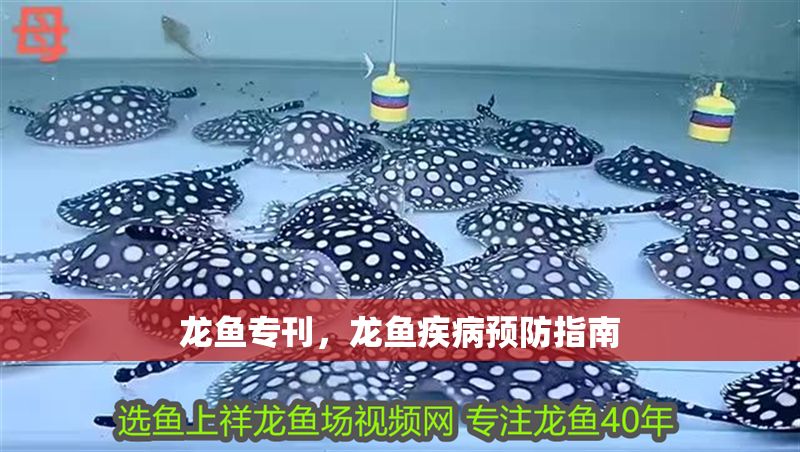 龍魚專刊，龍魚疾病預防指南