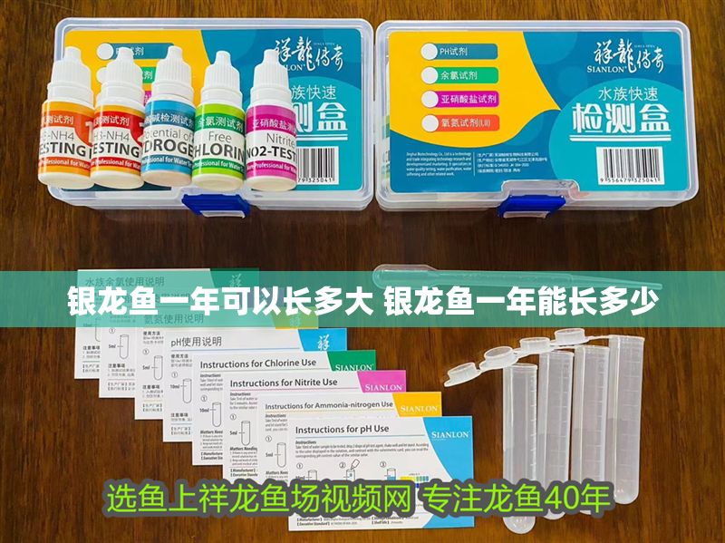 銀龍魚一年可以長多大 銀龍魚一年能長多少