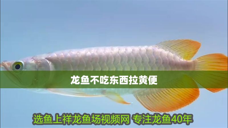 龍魚不吃東西拉黃便