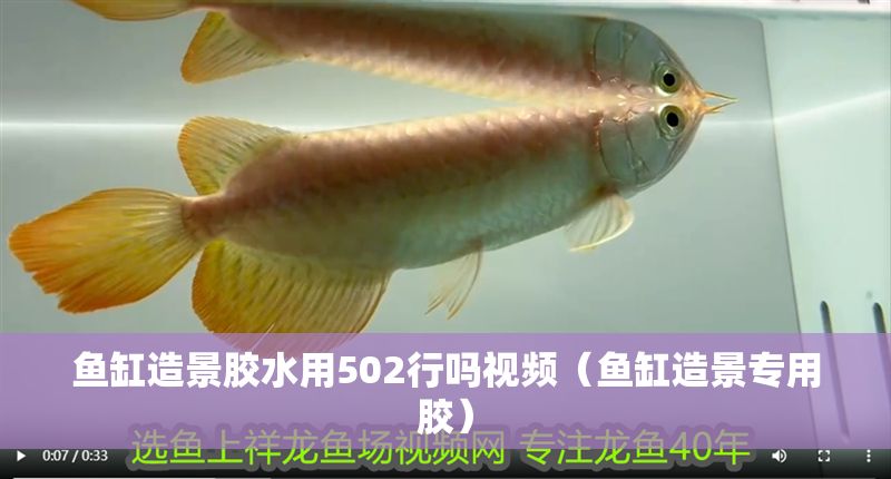 魚(yú)缸造景膠水用502行嗎視頻（魚(yú)缸造景專(zhuān)用膠）