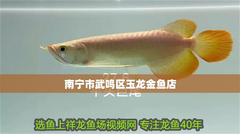 南寧市武鳴區(qū)玉龍金魚店 南寧市武鳴區(qū)玉龍金魚店 全國水族館企業(yè)名錄 第1張