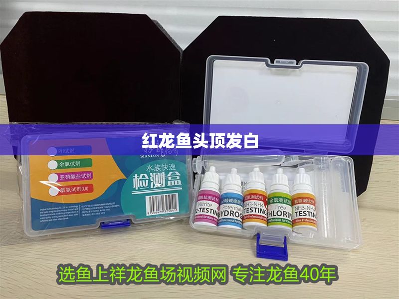 紅龍魚頭頂發白