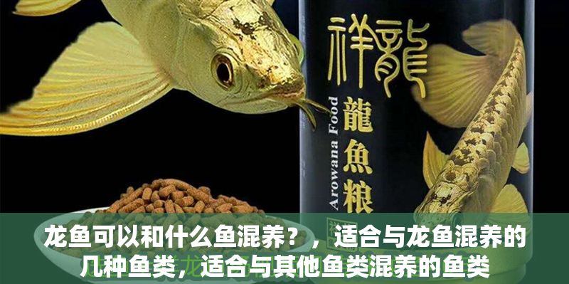 龍魚可以和什么魚混養？，適合與龍魚混養的幾種魚類，適合與其他魚類混養的魚類