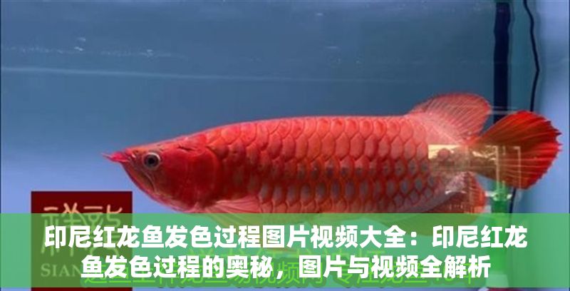 印尼紅龍魚發(fā)色過程圖片視頻大全：印尼紅龍魚發(fā)色過程的奧秘，圖片與視頻全解析