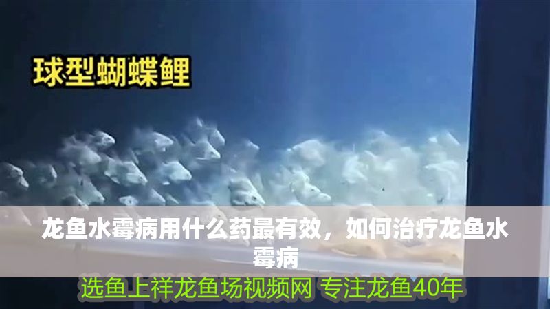 龍魚水霉病用什么藥最有效，如何治療龍魚水霉病
