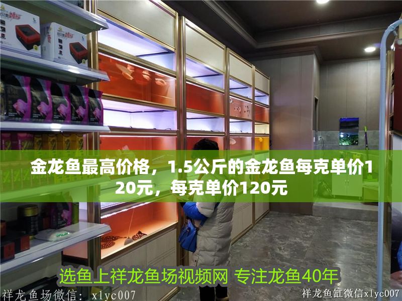 金龍魚最高價格，1.5公斤的金龍魚每克單價120元，每克單價120元