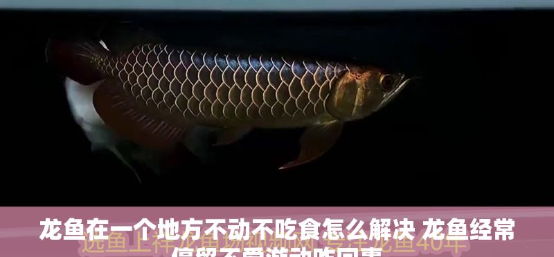 龍魚在一個地方不動不吃食怎么解決 龍魚經常停留不愛游動咋回事 龍魚在一個地方不動不吃食怎么解決 龍魚經常停留不愛游動咋回事 龍魚百科 第1張