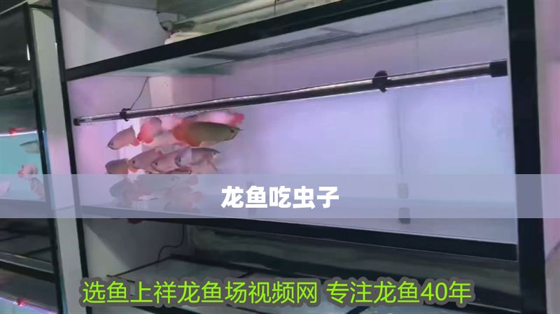 龍魚吃蟲子