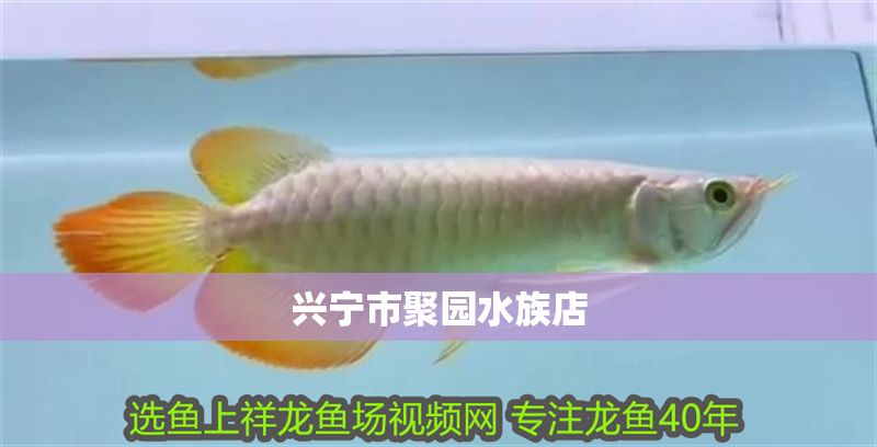 興寧市聚園水族店 興寧市聚園水族店 全國水族館企業名錄 第1張