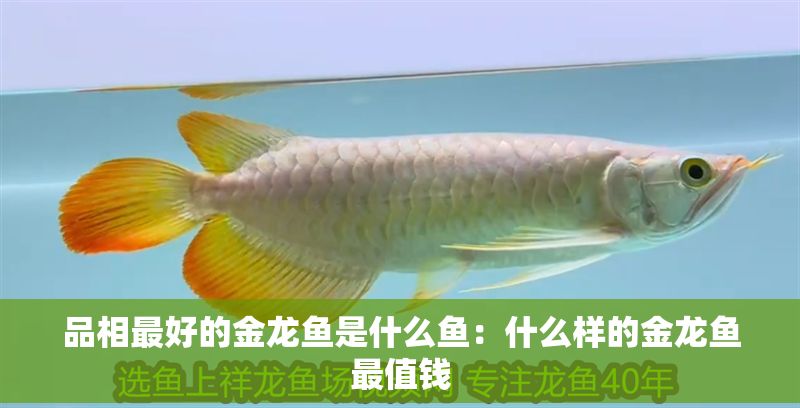 品相最好的金龍魚是什么魚：什么樣的金龍魚最值錢