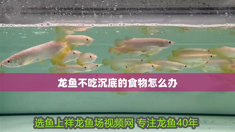 龍魚不吃沉底的食物怎么辦
