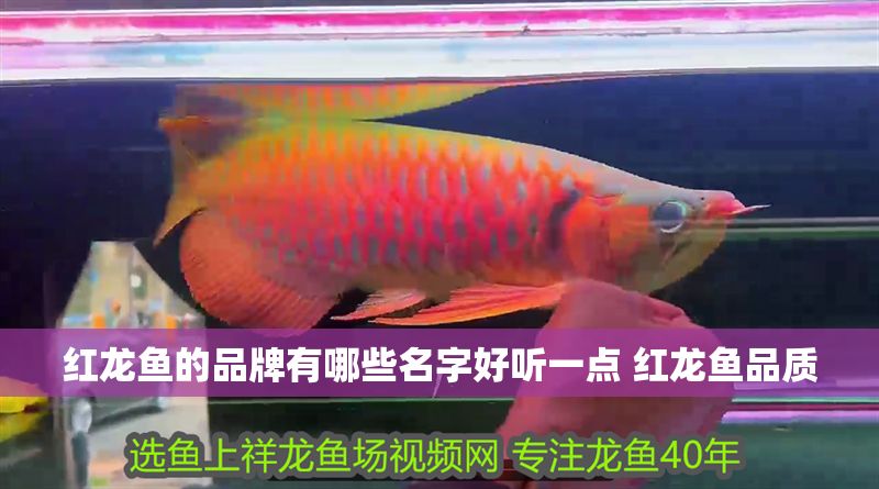 紅龍魚的品牌有哪些名字好聽一點 紅龍魚品質