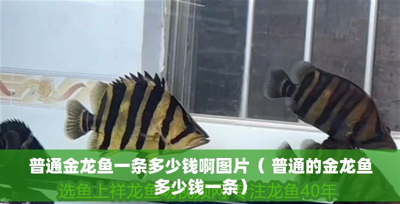 普通金龍魚一條多少錢啊圖片（ 普通的金龍魚多少錢一條）