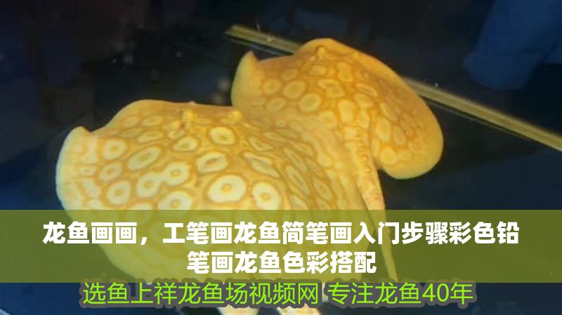 龍魚畫畫，工筆畫龍魚簡筆畫入門步驟彩色鉛筆畫龍魚色彩搭配