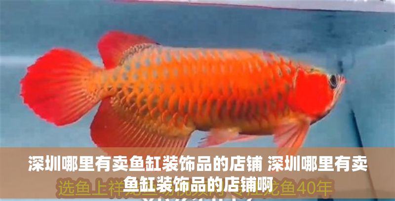深圳哪里有賣魚缸裝飾品的店鋪 深圳哪里有賣魚缸裝飾品的店鋪啊