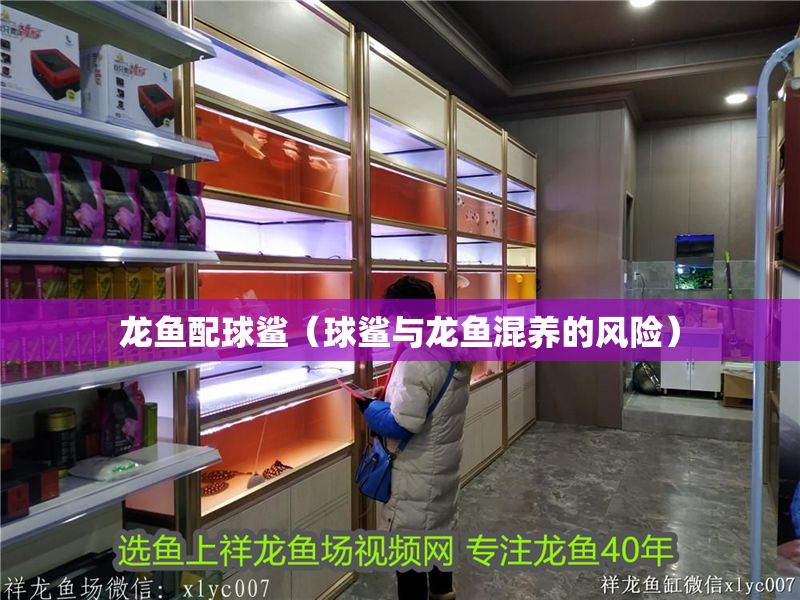 龍魚配球鯊（球鯊與龍魚混養的風險）