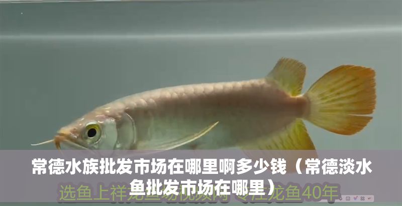常德水族批發(fā)市場在哪里啊多少錢（常德淡水魚批發(fā)市場在哪里）