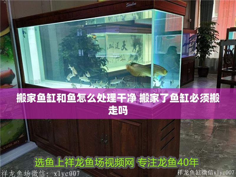 搬家魚缸和魚怎么處理干凈 搬家了魚缸必須搬走嗎