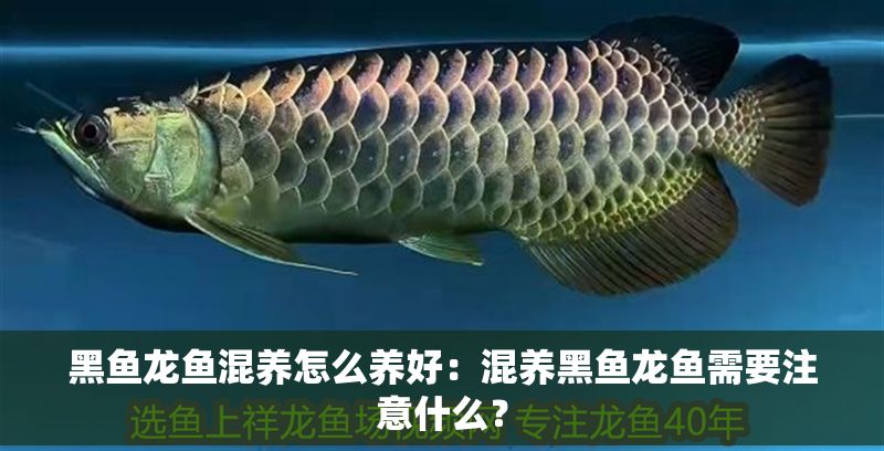 黑魚龍魚混養(yǎng)怎么養(yǎng)好：混養(yǎng)黑魚龍魚需要注意什么？