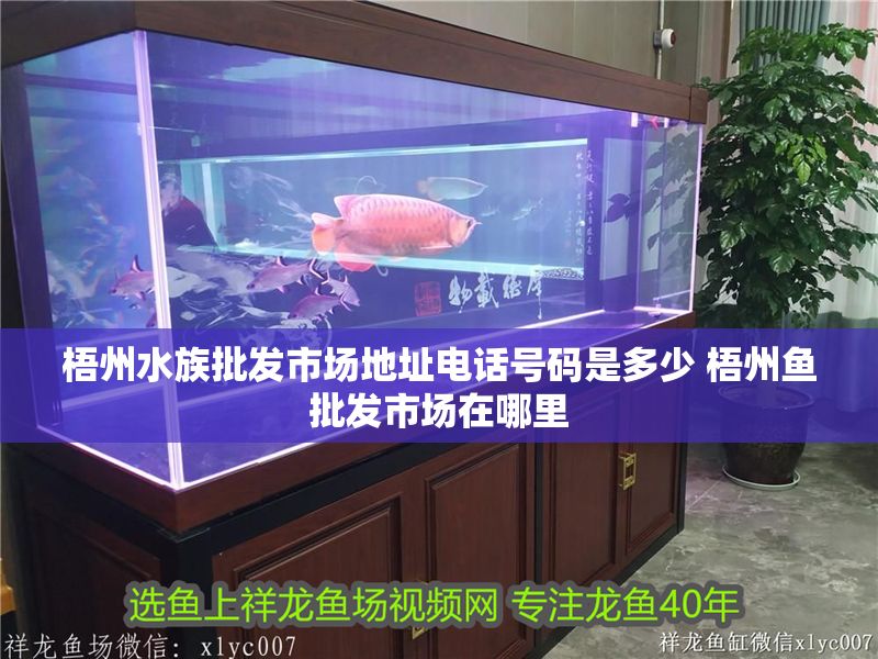 梧州水族批發(fā)市場地址電話號碼是多少 梧州魚批發(fā)市場在哪里