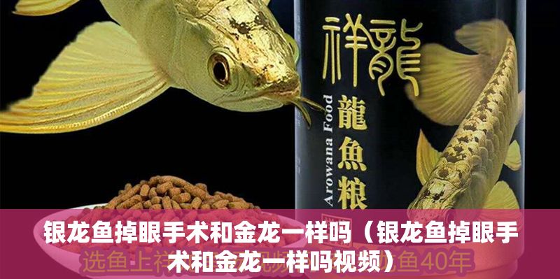 銀龍魚掉眼手術和金龍一樣嗎(銀龍魚掉眼手術和金龍一樣嗎視頻) 龍魚百科 第1張 銀龍魚掉眼手術和金龍一樣嗎(銀龍魚掉眼手術和金龍一樣嗎視頻) 銀龍魚掉眼手術和金龍一樣嗎(銀龍魚掉眼手術和金龍一樣嗎視頻) 龍魚百科 第1張