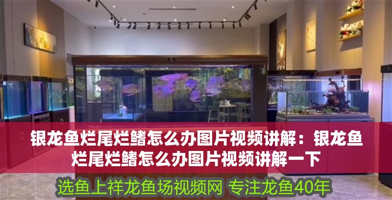銀龍魚爛尾爛鰭怎么辦圖片視頻講解：銀龍魚爛尾爛鰭怎么辦圖片視頻講解一下 銀龍魚爛尾爛鰭怎么辦圖片視頻講解：銀龍魚爛尾爛鰭怎么辦圖片視頻講解一下 銀龍魚百科