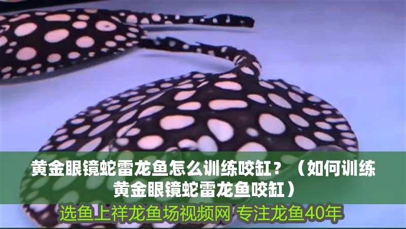 黃金眼鏡蛇雷龍魚怎么訓練咬缸？（如何訓練黃金眼鏡蛇雷龍魚咬缸）