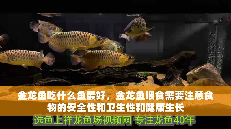 金龍魚吃什么魚最好，金龍魚喂食需要注意食物的安全性和衛生性和健康生長