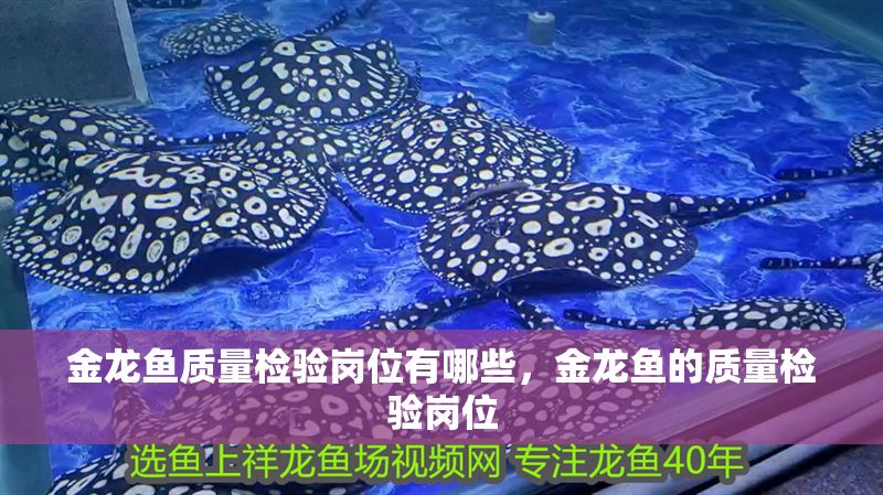 金龍魚質量檢驗崗位有哪些，金龍魚的質量檢驗崗位