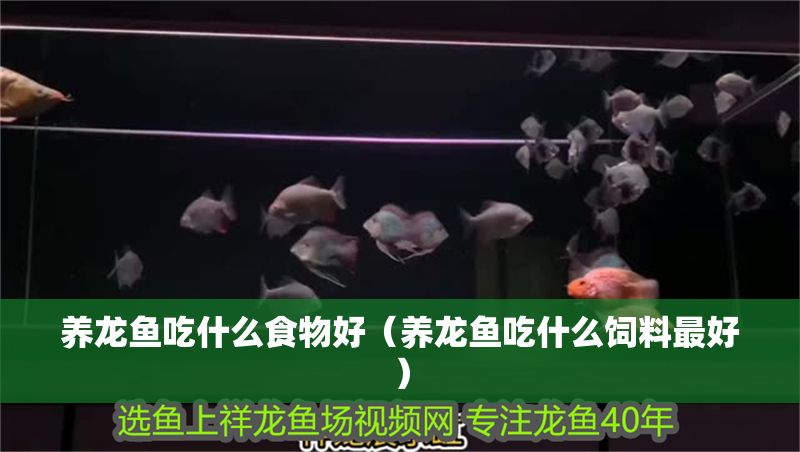 養(yǎng)龍魚吃什么食物好（養(yǎng)龍魚吃什么飼料最好）