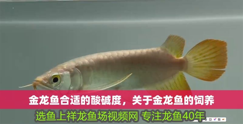 金龍魚合適的酸堿度，關于金龍魚的飼養