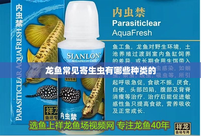 龍魚常見寄生蟲有哪些種類的