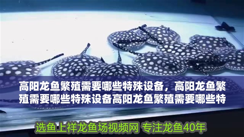 高陽龍魚繁殖需要哪些特殊設備，高陽龍魚繁殖需要哪些特殊設備高陽龍魚繁殖需要哪些特殊設備