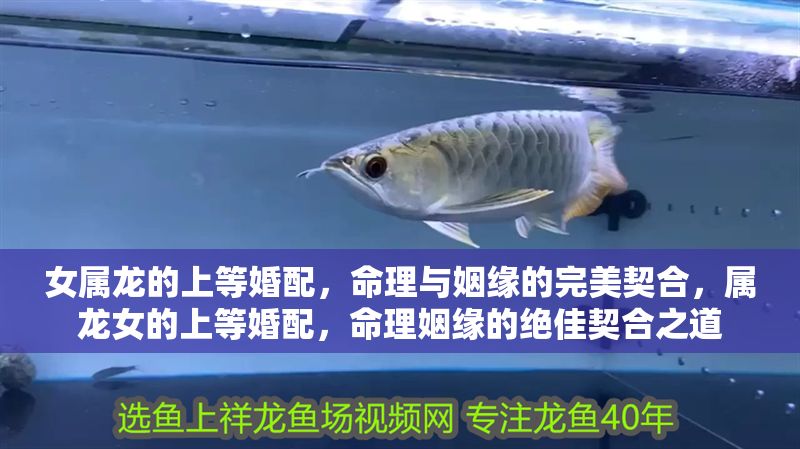 女屬龍的上等婚配，命理與姻緣的完美契合，屬龍女的上等婚配，命理姻緣的絕佳契合之道