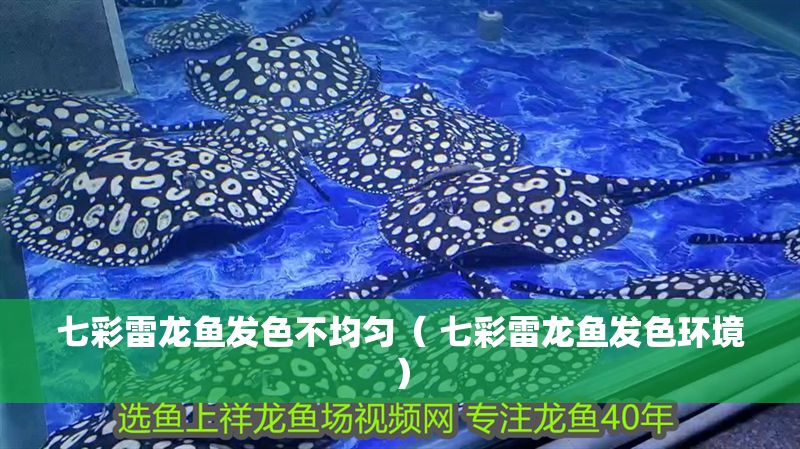 七彩雷龍魚發色不均勻（ 七彩雷龍魚發色環境）