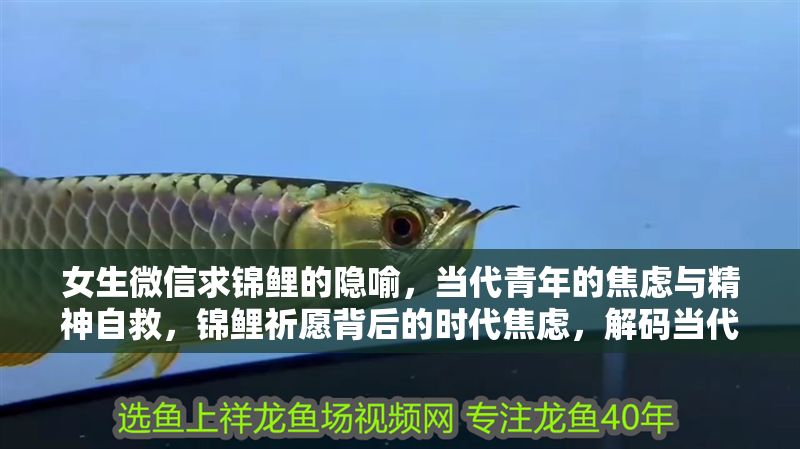 女生微信求錦鯉的隱喻，當代青年的焦慮與精神自救，錦鯉祈愿背后的時代焦慮，解碼當代青年的精神自救隱喻 女生微信求錦鯉的隱喻，當代青年的焦慮與精神自救，錦鯉祈愿背后的時代焦慮，解碼當代青年的精神自救隱喻 龍魚百科 第1張